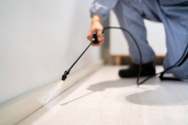 Licensed Wasp Removal service in North Pekin, IL - Show Me Pest Control